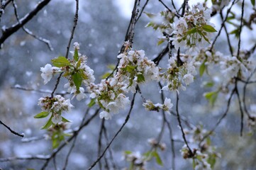 cherry blossoms in spring under the snow