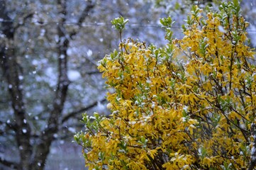 yellow spring flowers under the snow