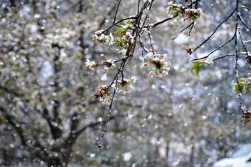 cherry blossoms in spring under the snow