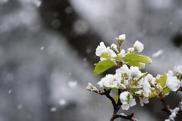 pear blossoms in spring under the snow