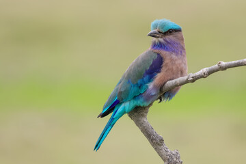 Indochinese roller (Coracias affinis)