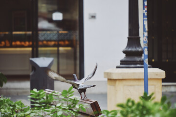 Urban pigeon taking flight from a park bench in city environment