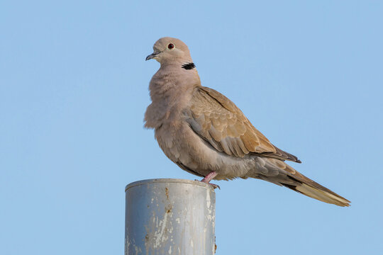 Eurasian collared-dove (Streptopelia decaocto)