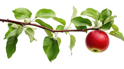 A close-up of an apple tree branch with green leaves and a ripe red apple, isolated on white background