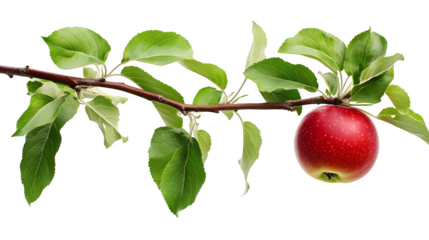 A close-up of an apple tree branch with green leaves and a ripe red apple, isolated on white background