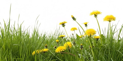 Green grass with yellow dandelion flowers on a white background