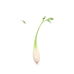 green onion on white background