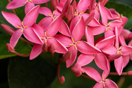 Dense Cluster of Pink Ixora Flowers