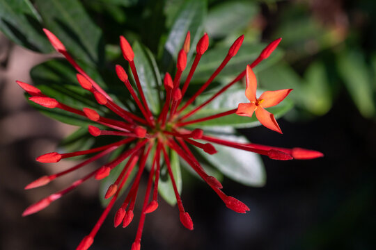 Radiating Red Ixora Buds with Single Bloom