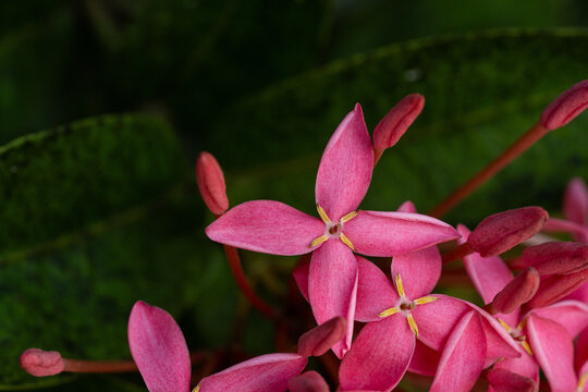 Close-Up of Pink Ixora Flower Cluster