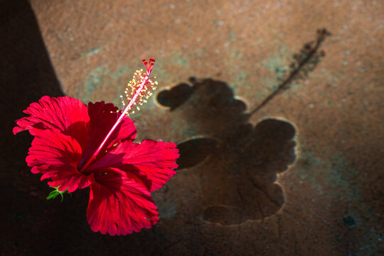 Tropical Red Hibiscus flower floating in Water with Shadow
