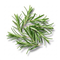 Fototapeta premium Rosemary sprigs on white background