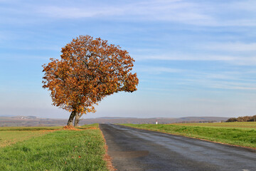 Lonely tree on the country road.