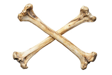 Fresh Crossed Bones isolated on a transparent background