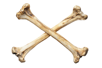 Fresh Crossed Bones isolated on a transparent background