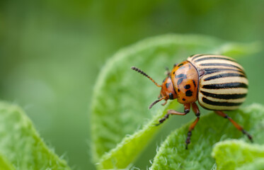 Colorado beetle on potato leaves. The Colorado potato beetles (Leptinotarsa decemlineata) destroy potato plants. Macro photo.