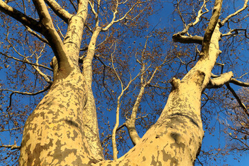 Perspective view of tree trunks.