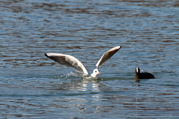 A seagull lands on the lake.
