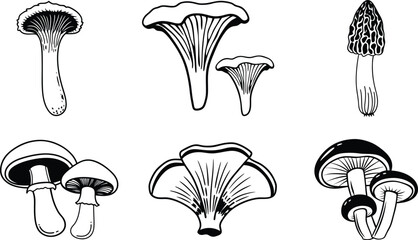 Collection of Six Different Types of Mushrooms Black and White Line Art Illustrations