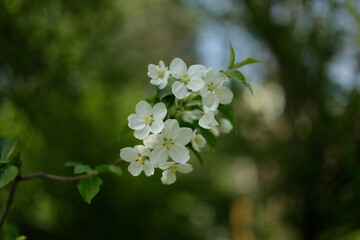 White bloom of a pear tree in the spring sun. Close up. Selective focus, blurred background