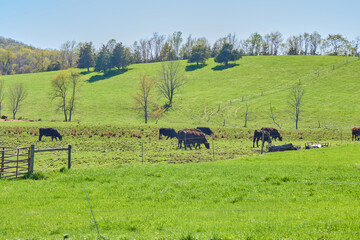 Cattle Grazing in Green Pasture with Red Barn in Background
