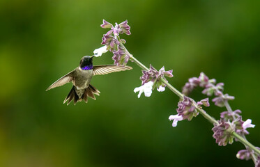 Costas hummingbird drinking from some white salvia flowers