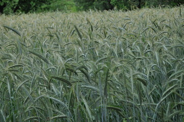 Field of Green Rye Grass in Spring