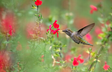 Hummingbird frozen in action in front of red salvia flowers waiting to drink 