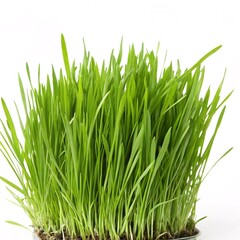 Obraz premium Wheatgrass sprouts isolated on a white background
