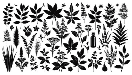 Fototapeta premium Monochrome Ultra Sharp Tree and Herb Vectors – Transparent PNG