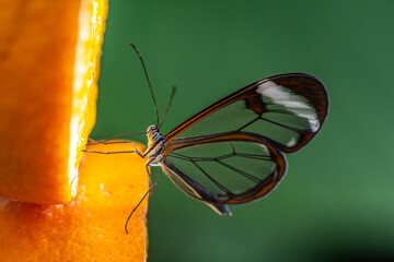 Butterfly with transparent wings drinks fresh orange juice from an orange.