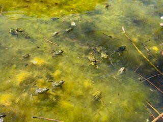 Frogs of the species Pelophylax bedriagae are swimming in mossy water. Gill respiration is observed in swimming frogs and their gills are inflated. Swimming and mating frogs.
