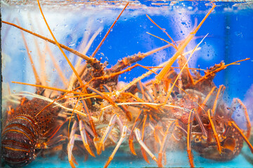 Lively thailand fish market with fresh lobsters in aquarium