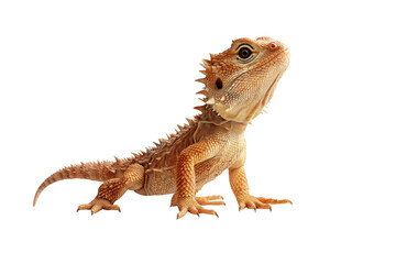 Obraz premium Bearded dragon looking up on transparent background