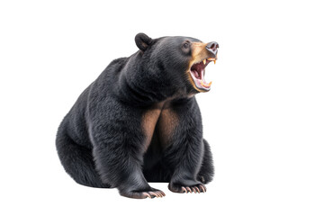 Fototapeta premium Roaring black bear sitting on transparent background