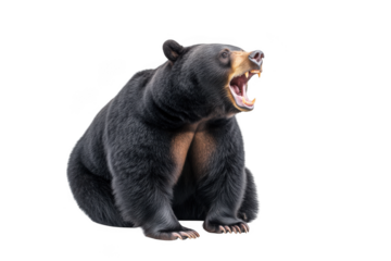 Roaring black bear sitting on transparent background