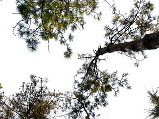 Bottom view of trees on transparent background