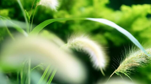Delicate foxtail grass head swaying gently in nature, surrounded by green leaves creating a soft, natural, and tranquil ambiance.
