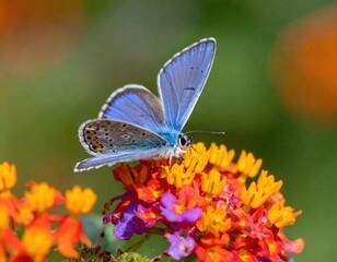 Fototapeta premium A vibrant blue butterfly delicately perches on a cluster of bright orange and purple coneflowers, bathed in soft sunlight.