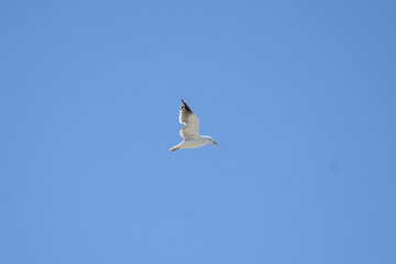 seagull flying in the blue sky