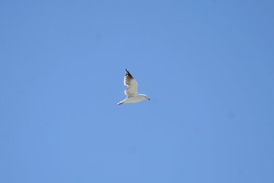 seagull flying in the blue sky