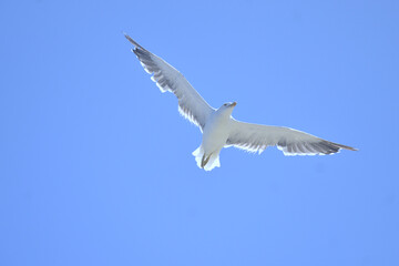 seagull flying in the blue sky