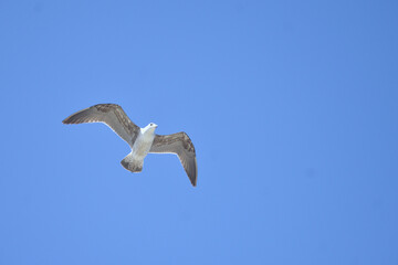 seagull flying in the blue sky