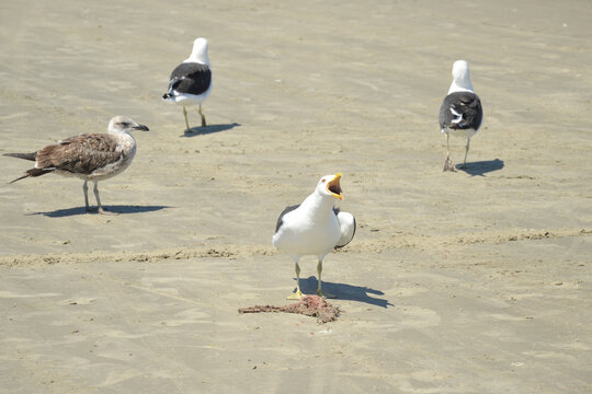 seagull shouting on the beach
