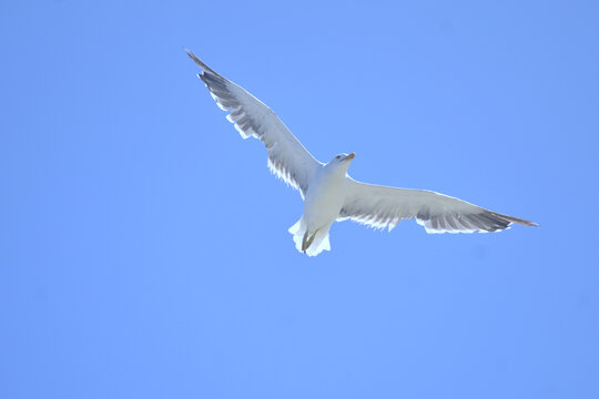 seagull flying in the blue sky