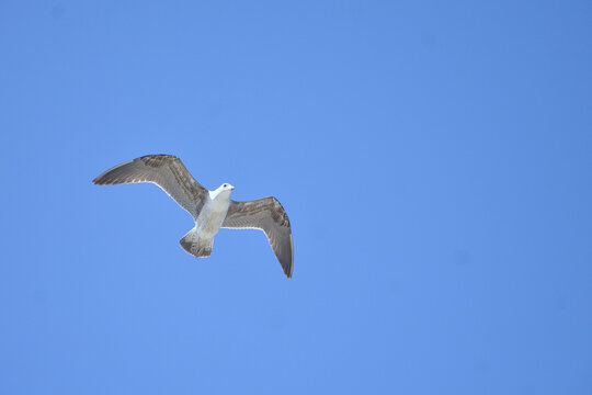 seagull flying in the blue sky