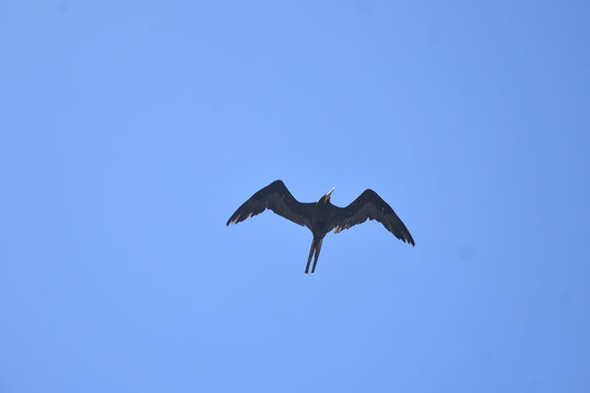 Frigate flying in the blue sky
