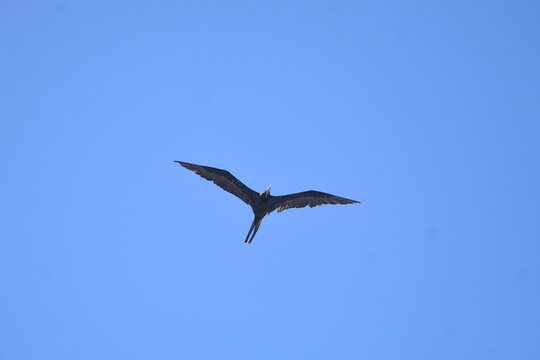 Frigate flying in the blue sky