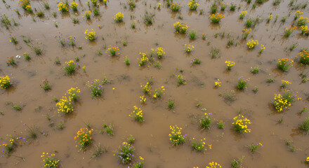 Yellow Flowers Emerging After a Flood Natural Disaster Recovery