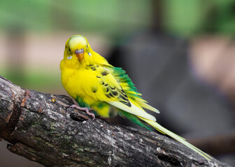 Cute little love birds in the park